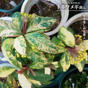 メギ 【トキワ 斑入】 3.5号ポット苗 挿し木
