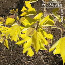 カジノキ 【黄金葉】 3.5号ポット苗 挿し木 【ハナヒロバリュー】