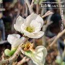 長寿梅 【白花 半八重咲】 3.5号ポット苗 挿し木 【ハナヒロバリュー】