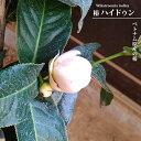ツバキ 【ハイドゥン 白花】 3.5号ポット苗 挿し木 【ハナヒロバリュー】