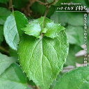 ハナイカダ 【子持ち】 (メス) 3.5号ポット苗 挿し木 【ハナヒロバリュー】