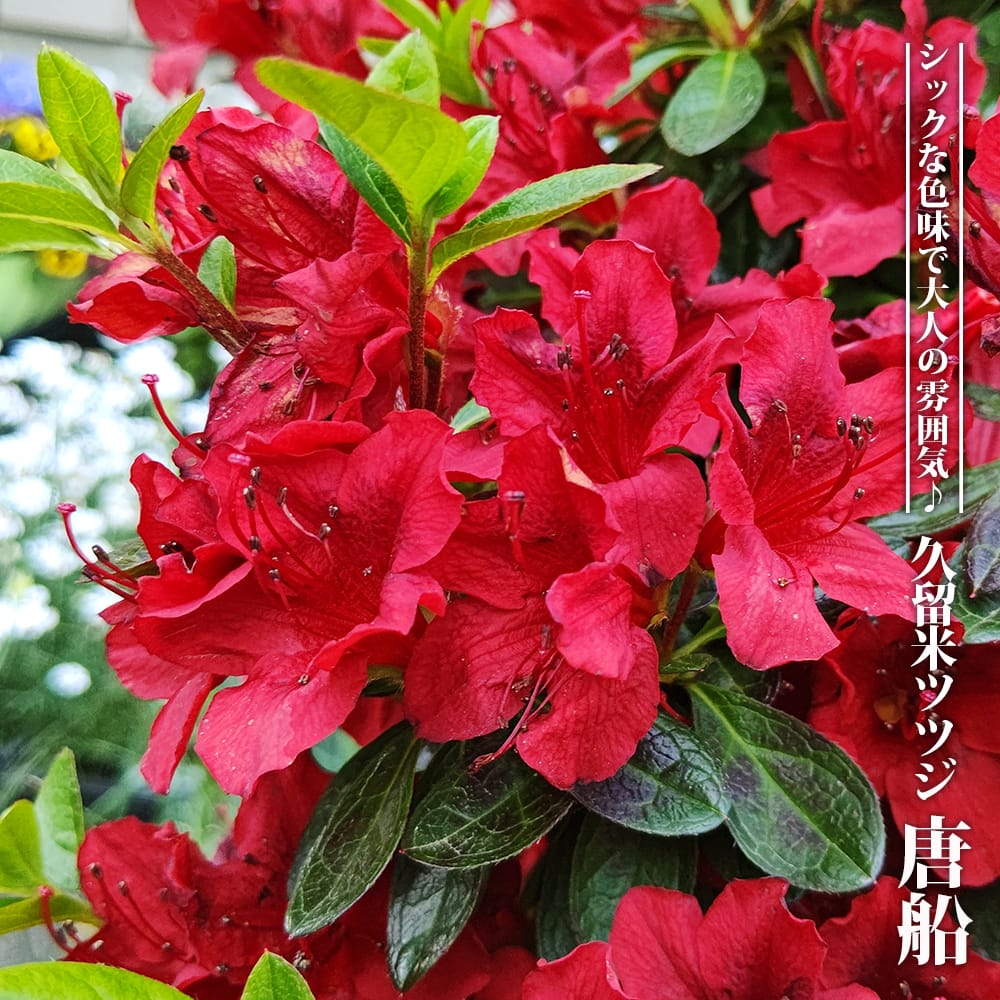 楽天市場】ウラシマツツジの通販