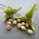 【ツノハシバミ】 3.5号ポット実生苗 【ハナヒロバリュー】