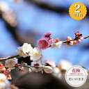 【思いのまま】 3色咲き分け 花梅 2年生接木苗 6号ロングポット