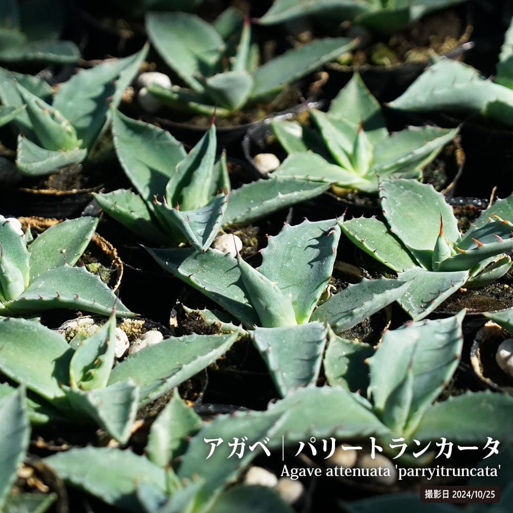 楽天市場】アガベ パリー(花・ガーデン・DIY)の通販 楽天市場】アガベ パリー(花・ガーデン・DIY)の通販