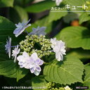 紫陽花 ガーデンアジサイ 【キュート】 5号ポット苗