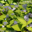 紫陽花 ヤマアジサイ 【小町絞り (こまちしぼり)】 ポット苗