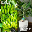バナナの木 【沖縄島バナナ】 フレグラーポット植え(受け皿付き)