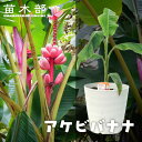 バナナの木 【アケビバナナ】 フレグラーポット植え(受け皿付き)