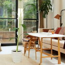 観葉植物に!バナナの木 【アイスクリームブルーバナナ】 フレグラーポット大苗 鉢植え 受け皿付き 沖縄県産 熱帯果樹 贈り物