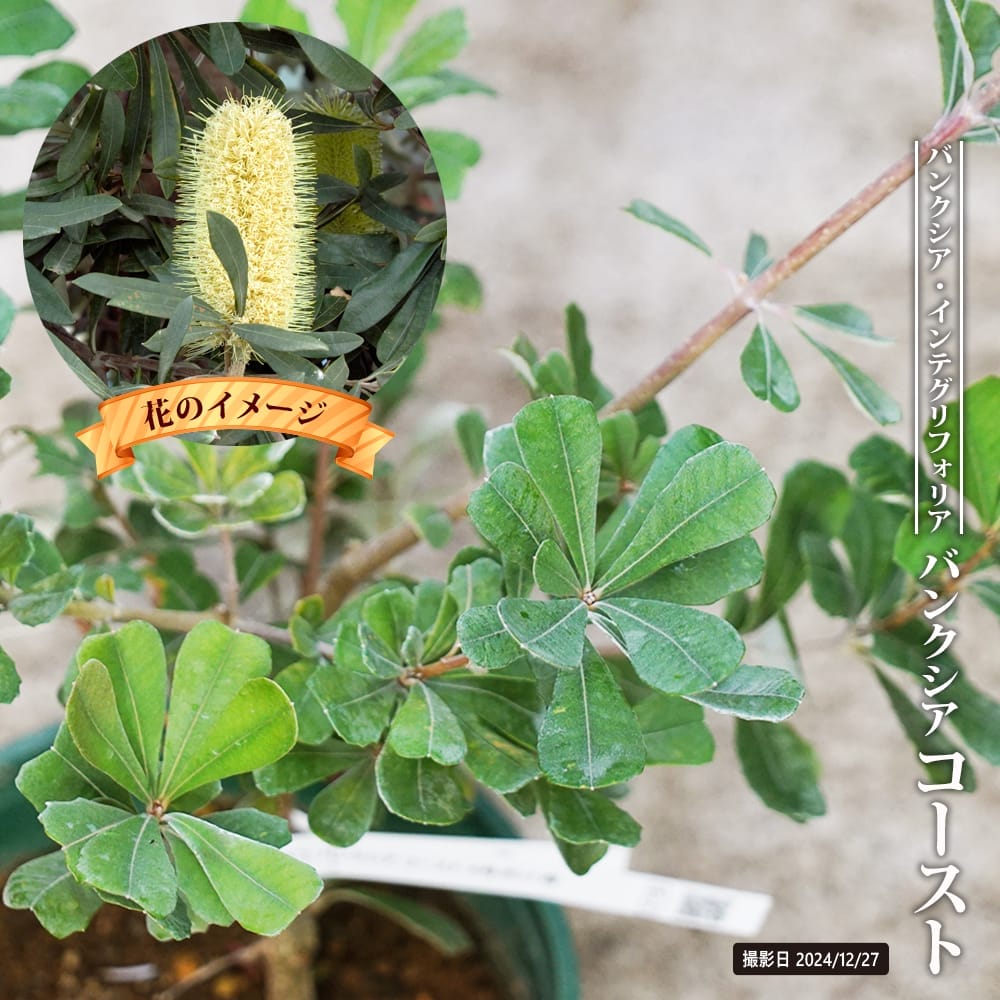 バンクシア・インテグリフォリア コーストバンクシア ポット苗 防潮林 庭木 シンボルツリー 常緑樹