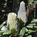 バンクシア 【セラータ(セラッタ)】 4号スリット鉢植え
