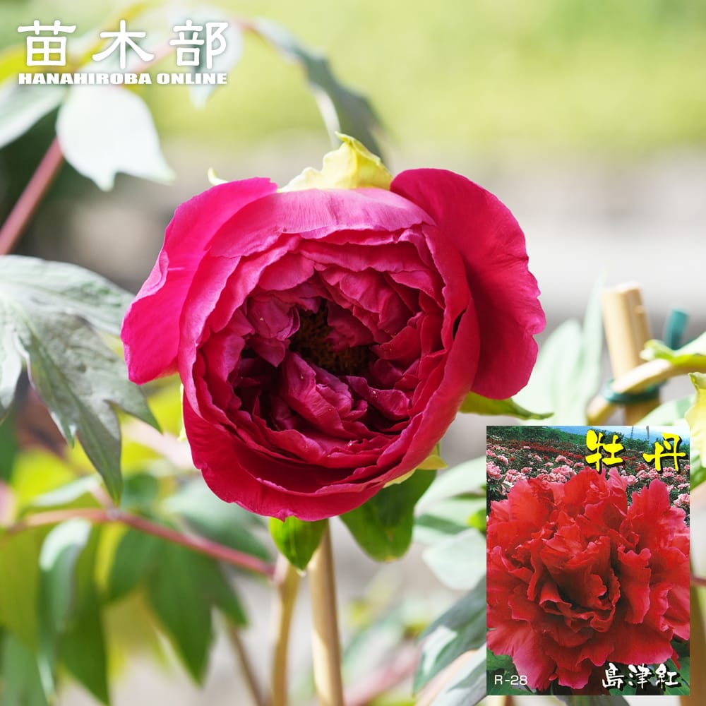 【牡丹】 (赤色) 島津紅(シマヅベニ) 2年生苗 落葉樹 低木 ぼたん