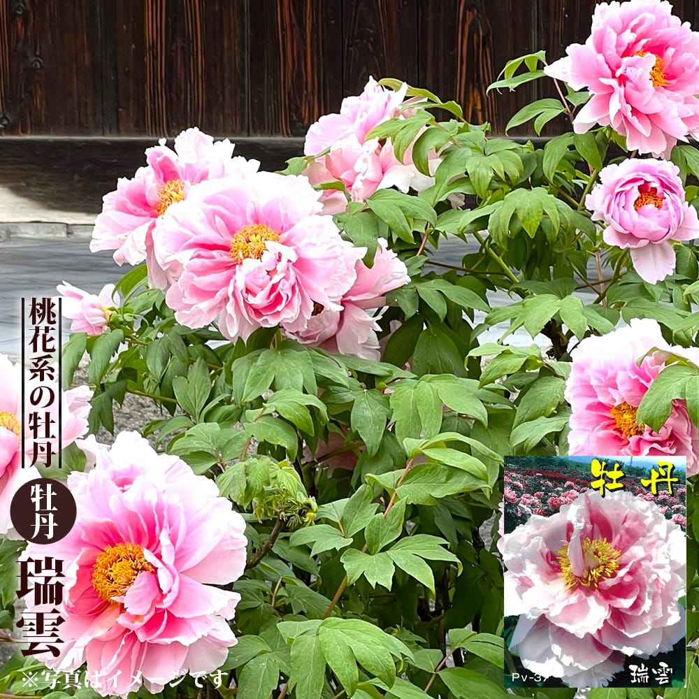 くらしを楽しむアイテム 楽天市場】牡丹 苗の通販 芍薬 その他多肉植物