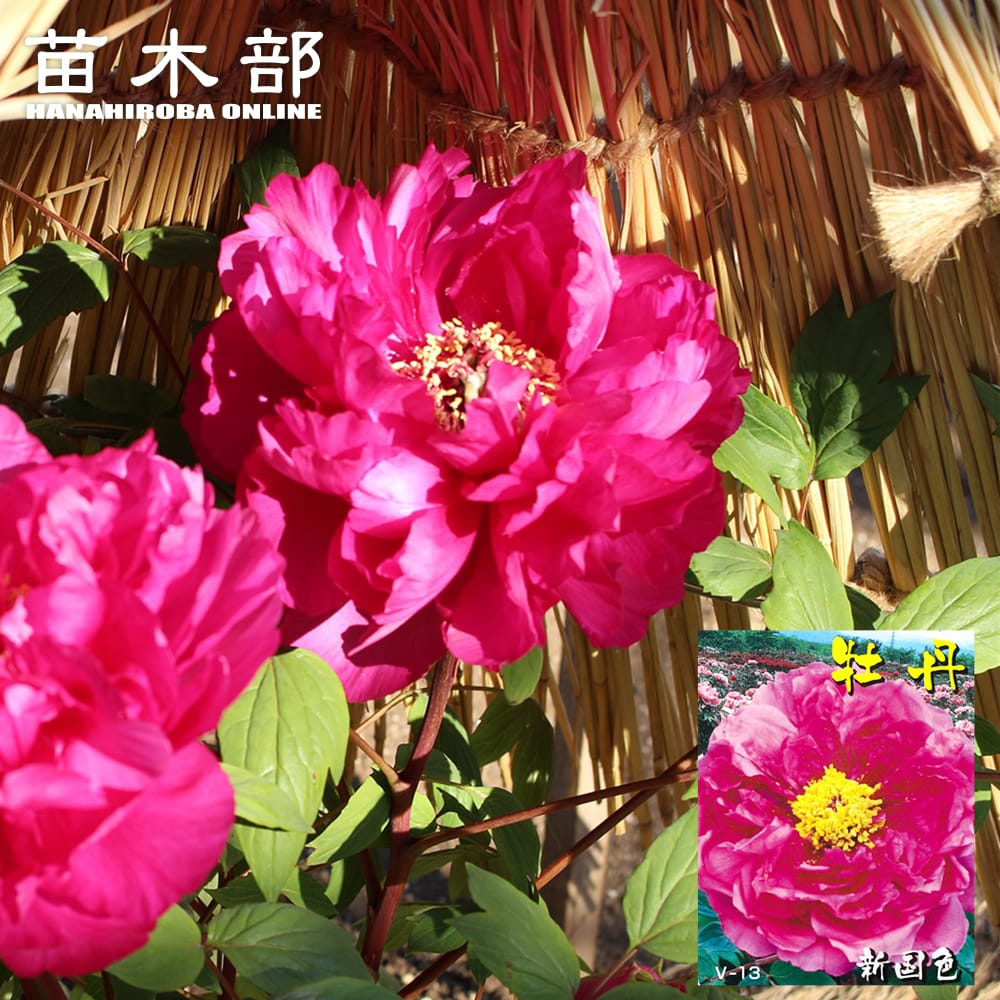 【新国色 (シンコクショク)】 牡丹 2年生 6号スリット鉢植え