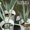 ヤシの木 チャメロプス フミリス セリフェラ 7号鉢植え