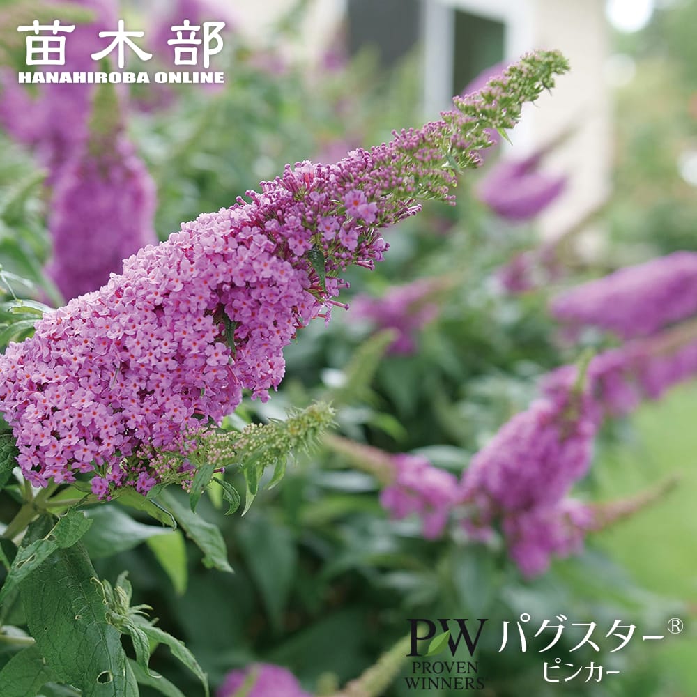 ブッドレア 【パグスター（R） ピンカー】 3.5号ポット苗 （PW) 出願中