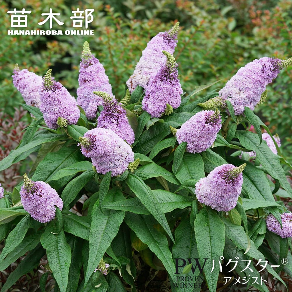 ブッドレア 【パグスター（R） アメジスト】 3.5号ポット苗 （PW) 出願中