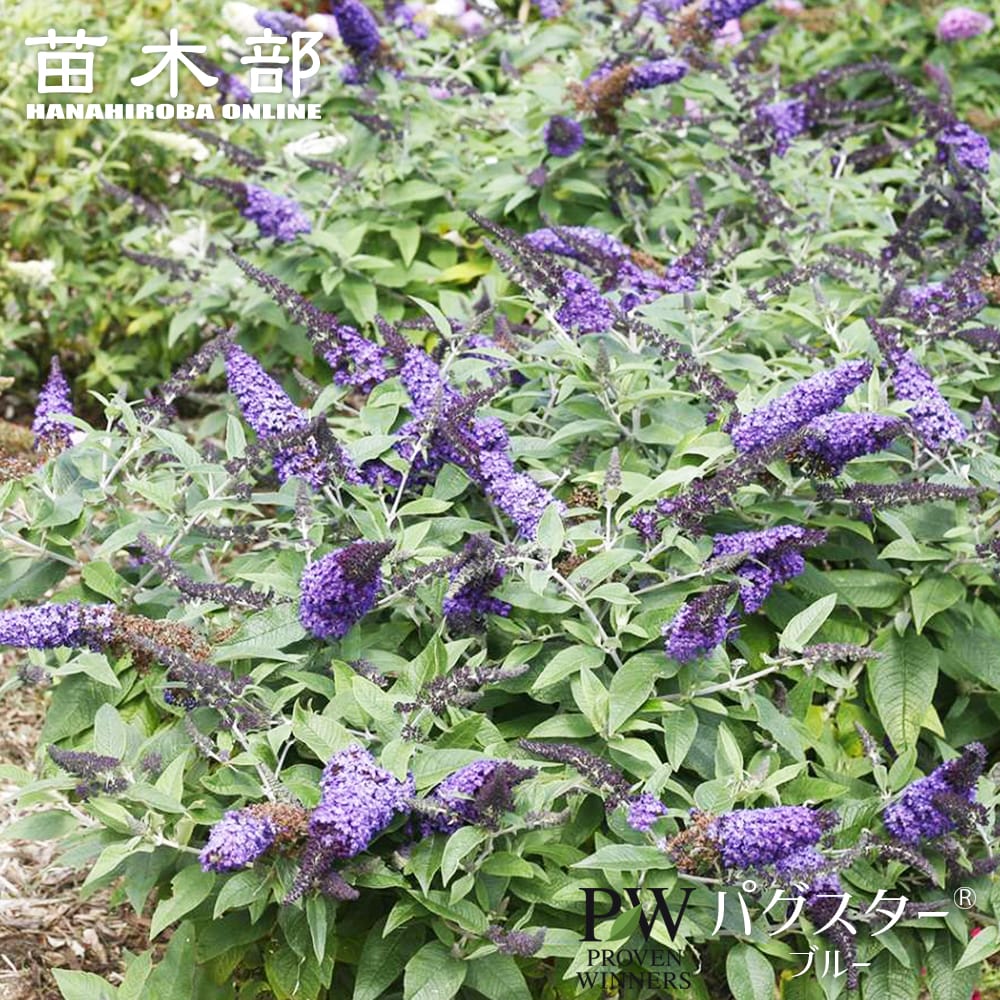 ブッドレア 【パグスター（R） ブルー】 3.5号ポット苗 （PW) 出願中