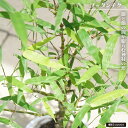ブッタンチク 5.5号鉢植え