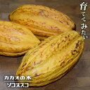 カカオ 【ソコヌスコ】 1年生実生苗 3号ポット