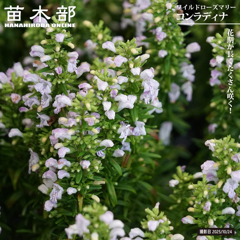 ワイルドローズマリー 【コンラディナ】 4号ポット苗