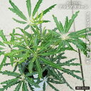 ディジゴセカ アラレアグリーン 4号白鉢植え