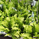 アスプレニウム 【エメラルドウェーブ】 4号鉢植え (黒鉢 or 白鉢)