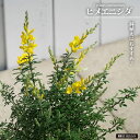 【ヒメエニシダ】 鉢植え