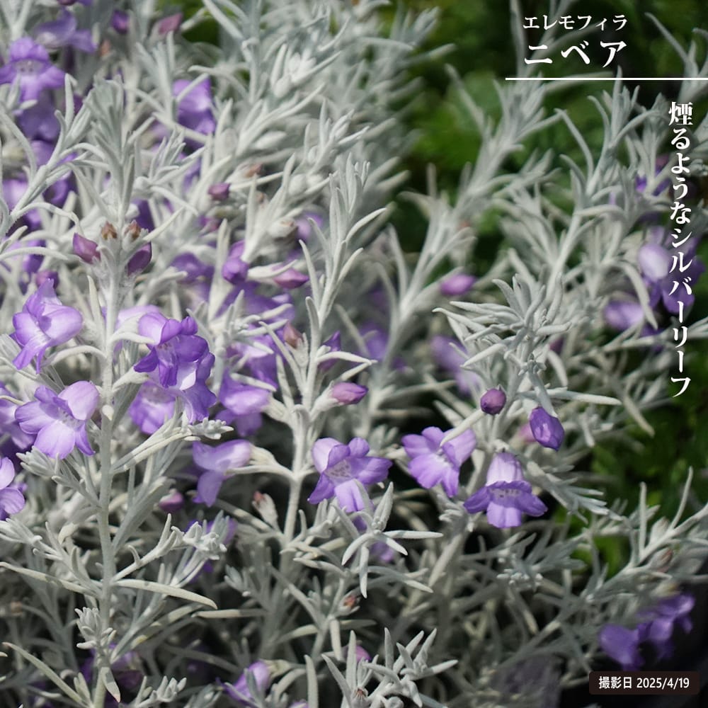 楽天市場】植物 シルバーリーフ(種類(植物)ヤシ)の通販 楽天市場】植物 シルバーリーフ(種類(植物)ヤシ)の通販