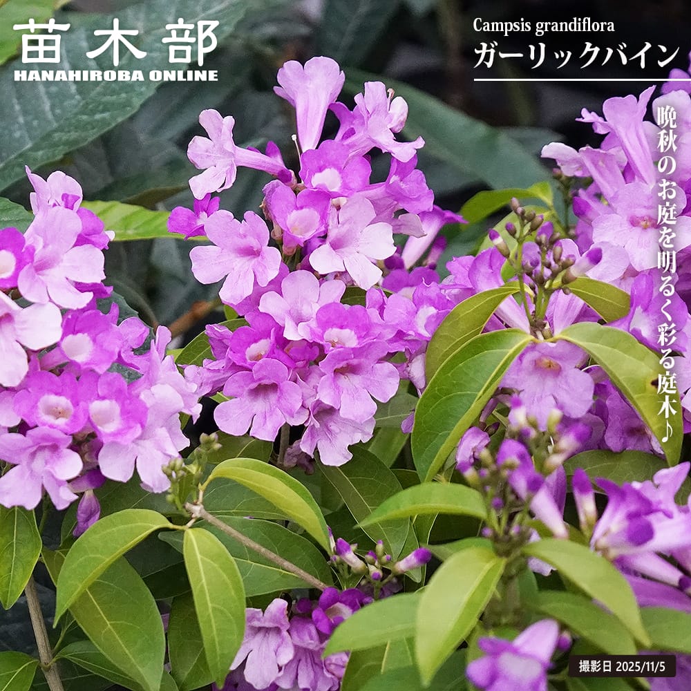 ガーリックバイン 5号白鉢植え