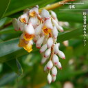 常緑多年草 月桃 ( ゲットウ ) ポット苗 サンニン 防虫効果 宿根草