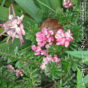 グレビレア 【 マウントタンボリーサ】 4号スリット鉢植え