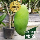 マンゴーの木 【玉文】 極太超特大苗 【大型宅配便】 北海道・沖縄・離島不可