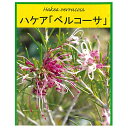 ハケア 【ベルコーサ】 スリット鉢植え