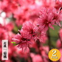 ハナモモ 【菊桃】 2年生接木苗 6号ロングポット