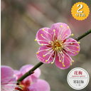 【寒紅梅】 花梅 2年生接木苗 6号ロングポット