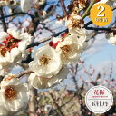 【玉牡丹】 花梅 2年生接木苗 6号ロングポット