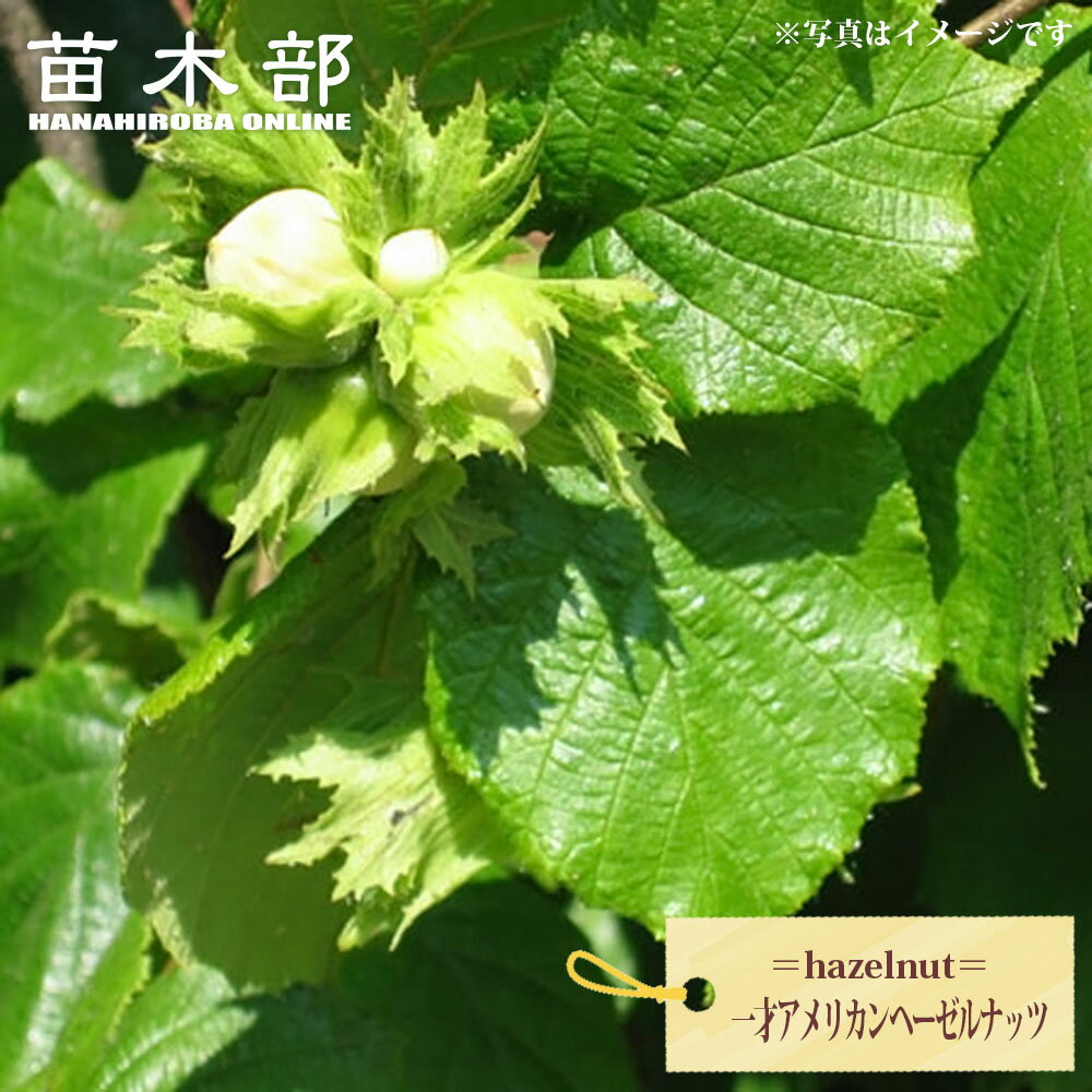 【一才アメリカンヘーゼルナッツ】 ヘーゼルナッツ 1年生挿し木苗 4号鉢植え