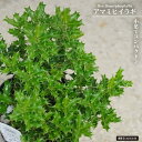 ヒメヒイラギ アマミヒイラギ 3号ポット苗