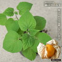 食用ホオヅキ 瀬戸ゴールド 3.5号ポット苗