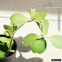 ホヤ 【カーリー】 4号鉢植え