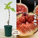 いちじく 【久留米くろみつ】 2年生 挿し木苗 7号ロングスリット ■限定販売■