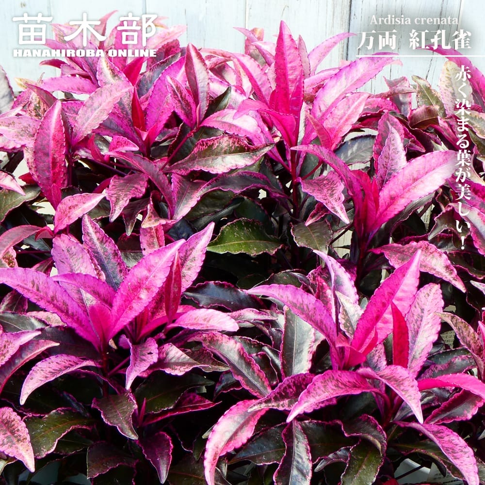 万両 【紅孔雀】 登録品種・品種登録 3.5号ポット苗 【ハナヒロバリュー】