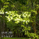トウカエデ 花散里 (ハナチルサト) メープルレインボー ポット苗