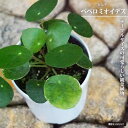 ピレア ペペロミオイデス 4号白鉢植え
