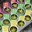 9月3日20時からのセール対象商品 食虫植物 ディオネア ハエトリグサ ハエトリソウ 2.5号鉢植え