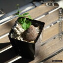 亀甲竜 鉢植え