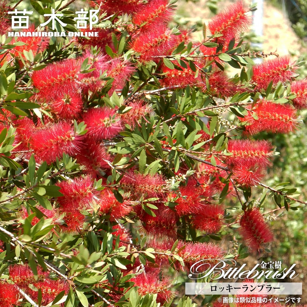 【ロッキーランブラー】 ブラシノキ （カリステモン・キンポウジュ） 5号ポット苗