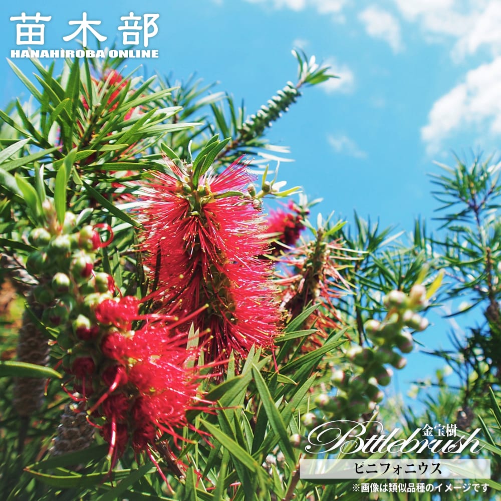 【ピニフォニウス】 ブラシノキ （カリステモン・キンポウジュ） 5号ポット苗